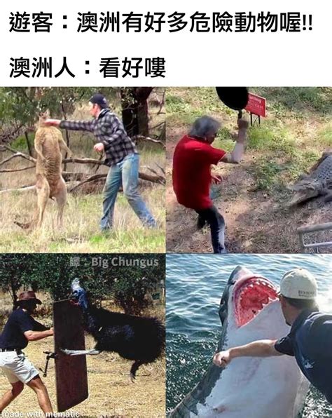 九運 股票 澳洲蜘蛛梗圖